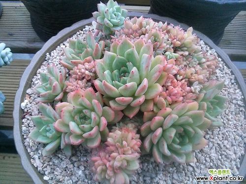 拉霍亚缀化 多肉植物