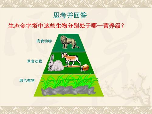 湘教版语文五年级上册《生态金字塔》精品公开课课件ppt
