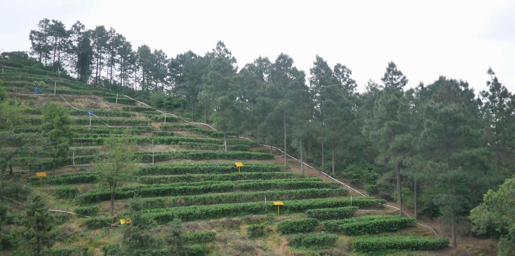 饮马西江 鹤山古劳茶山革命根据地