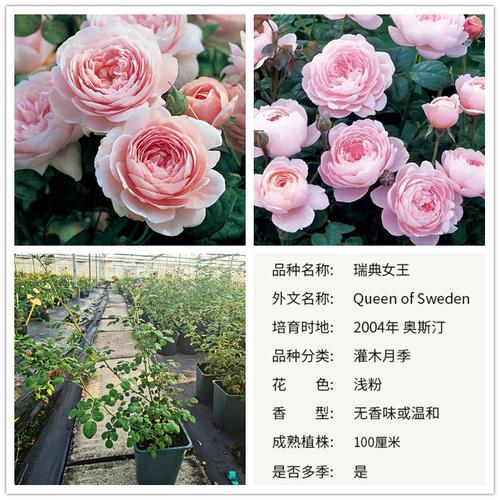 缘月瑞典女王切花月季月季花花苗大花易活花卉花卉
