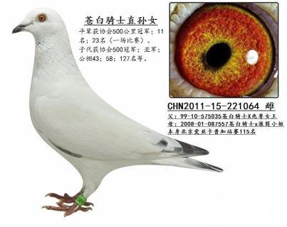 出售多羽北京散赛成绩鸽 苍白血统鸽 原环鸽