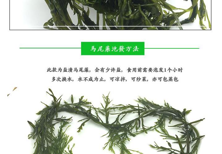盐渍马尾藻鞭炮笋长寿菜海草海苣藻海菜精选5斤半非海带裙带包邮