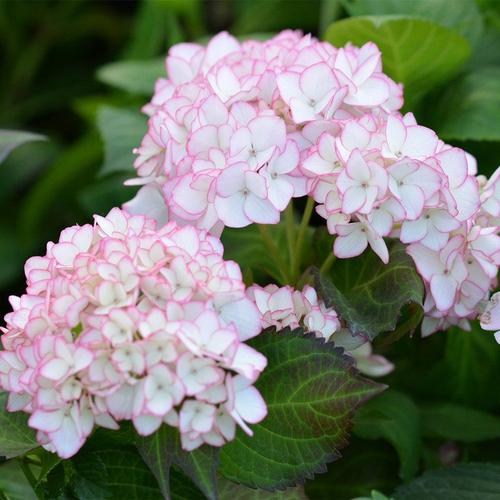 大苗绣球花八仙花苗无尽夏盆栽带花四季室外庭院老桩木本视频