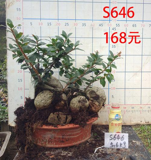 红花树萝卜盆栽佛根杜鹃懒人盆景块根耐旱绿植花卉深红树萝卜