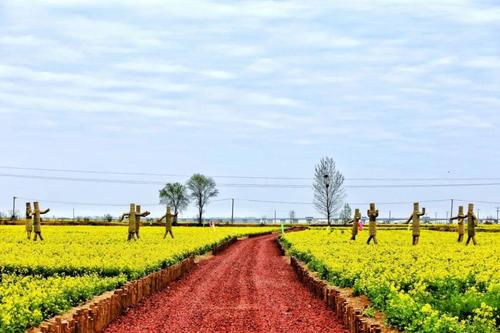 故城县在大运河畔精心打造了 绵延长达8公里的"万亩花海"项目 现在 万