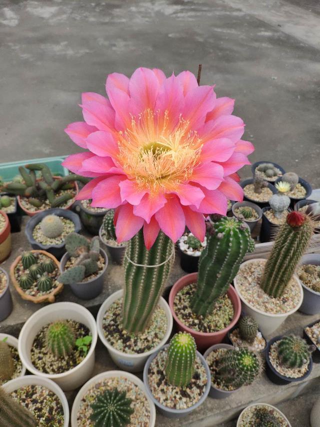 毛花柱飞碟在柱体长到20公分高时就会开花了,花期在春末到夏季,一年会