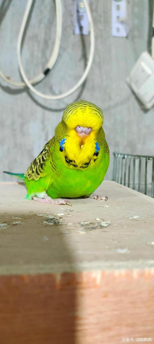 不知不觉我已经正式养鹦鹉三年多了,从刚开始的萌新一路跌跌爬爬到