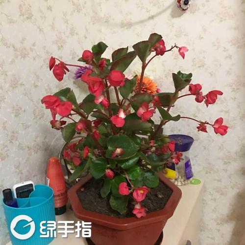 玻璃海棠怎么养?倩影的玻璃海棠的养殖方法,玻璃海棠