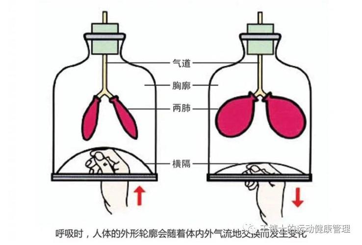 膈肌(横膈膜)是人体最主要的呼吸肌,收缩时膈顶下降,协助吸气作用