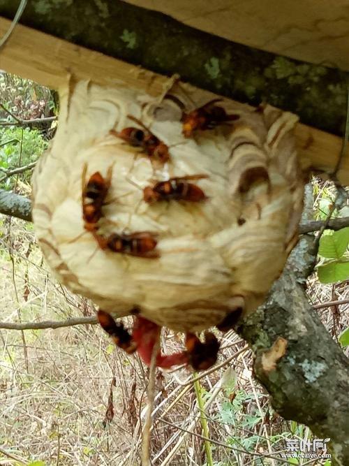 虎头蜂马蜂胡蜂的不同马蜂与虎头蜂怎么分别