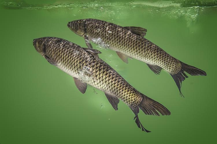 昆山摄影家 - 《草鱼》(2)