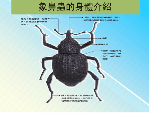 动物象鼻虫的生态简介