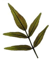 披针形羽状复叶的叶子