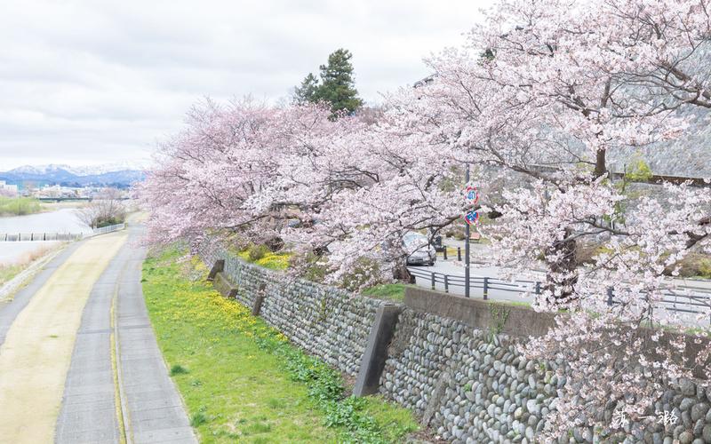 日本升龙道樱花之旅(名古屋,高山,白川乡,金泽,富山)含柯南圣地巡礼