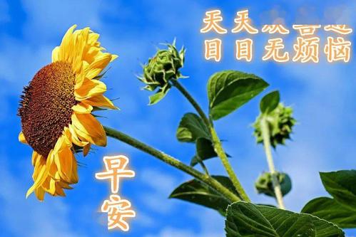 微信群发早上好问候祝福语录句子大全秋天早安问候图片带字表情动态