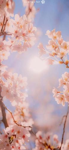 一眼就心动的壁纸,我可太喜欢了