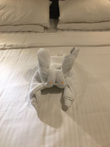 客房服务员每天都会用毛巾折叠成不同的小动物形态.