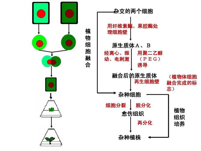 动物细胞融合与单克隆抗体ppt