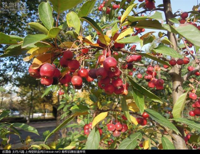 [原创]院里树上结满了红果果