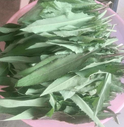 在自家的山地里锄草看到了一种野菜.我们当地叫它野苦麻菜.