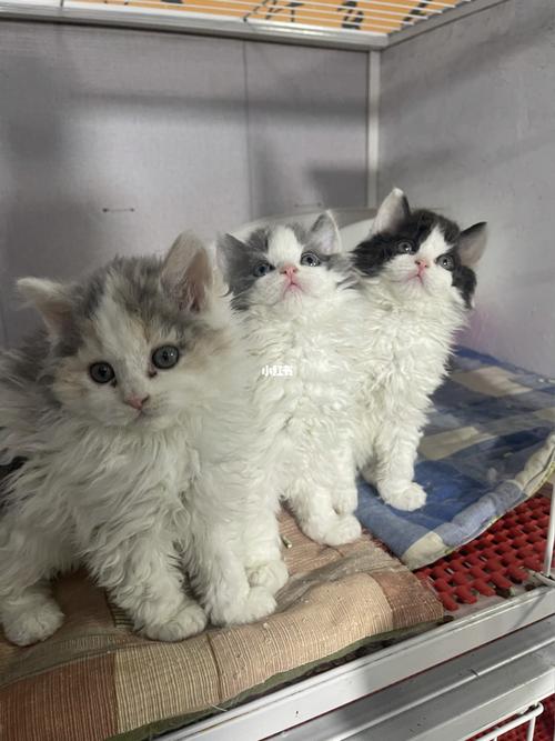 赛尔凯克卷毛猫 纯合子_萌宠_猫猫_我的萌宠_宠物_猫