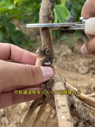 牡丹嫁接繁殖技术_牡丹_牡丹嫁接方法_家居家装_家居装饰_花艺