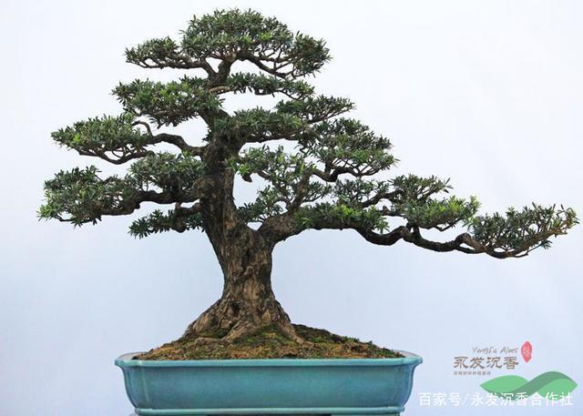 罗汉松树的养护和修剪技术难不难?