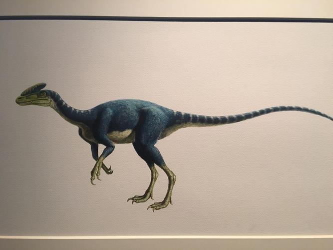 五彩冠龙复原图