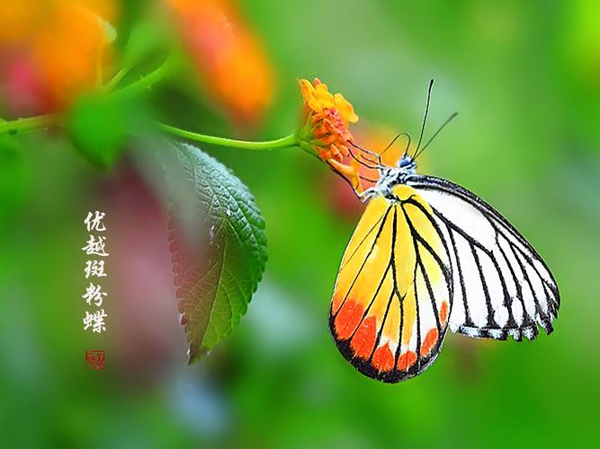 优越斑粉蝶