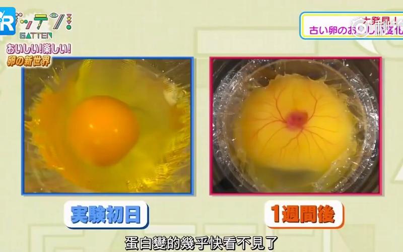 日本高中生用保鲜膜从无壳鸡蛋中成功孵出小鸡