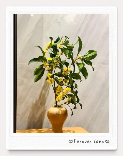 人闲桂花落_桂花_家居家装_家居装饰_花艺