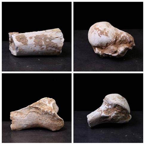 科普标本骨骼古生物生物群化石和政石原