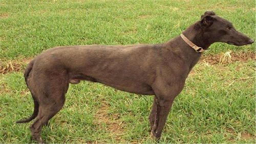 成年格力犬需要补钙吗