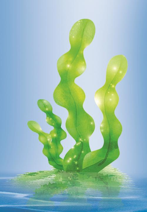 海藻无防腐剂面膜布抗菌环保绿色安全海藻面膜布