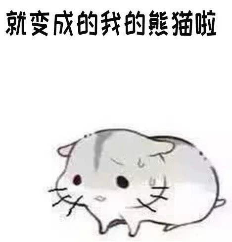 仓鼠表情包:老婆听话,要乖乖睡觉哦