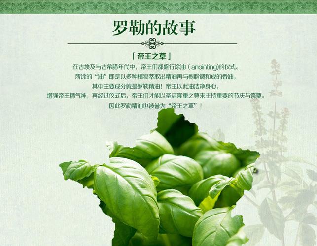 圣罗勒叶提取物(森弗)