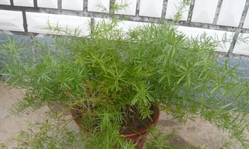 天冬草的种植技术,天冬草种植管理