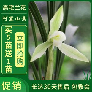 又名白雪冰心春兰素花室内盆栽花卉绿植兰花苗高宅兰花阿里山素