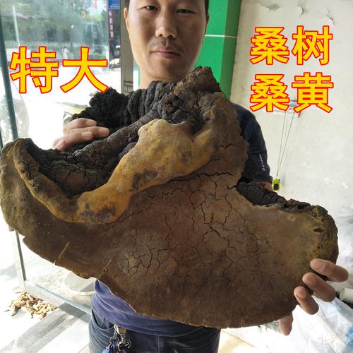热卖正宗西藏纯野生桑树桑黄灵芝 野生林芝桑耳黄芝可切片250克 正品