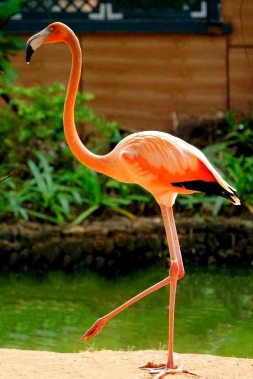 红树林湿地与火烈鸟