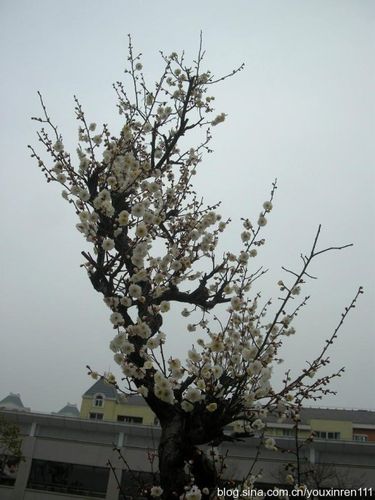 龙游梅