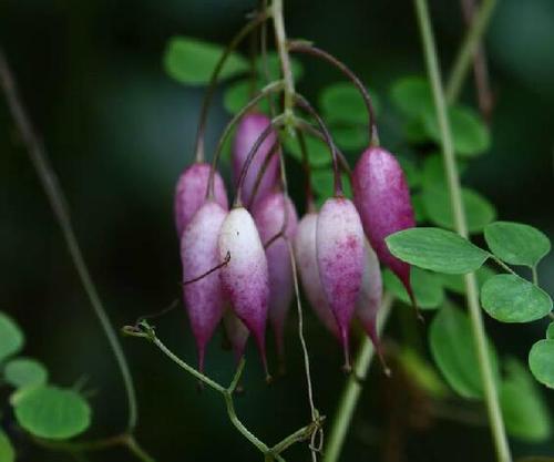 多年生草质藤本.根粗壮, 木质,圆柱形,粗达5厘米,多分枝.
