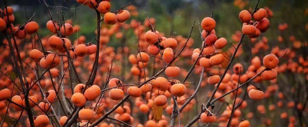 恭城月柿诗意摄影创作营12月出发