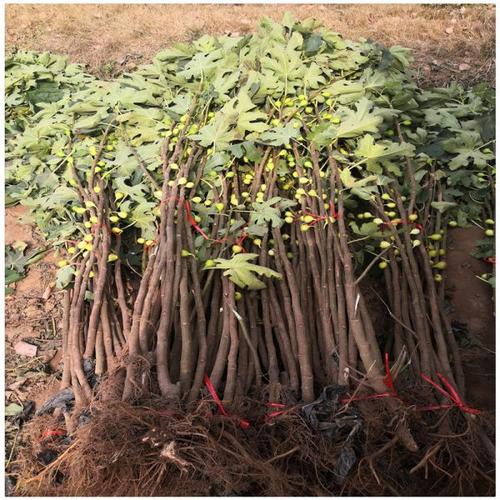 一公分波姬红无花果树苗价格 无花果品种介绍
