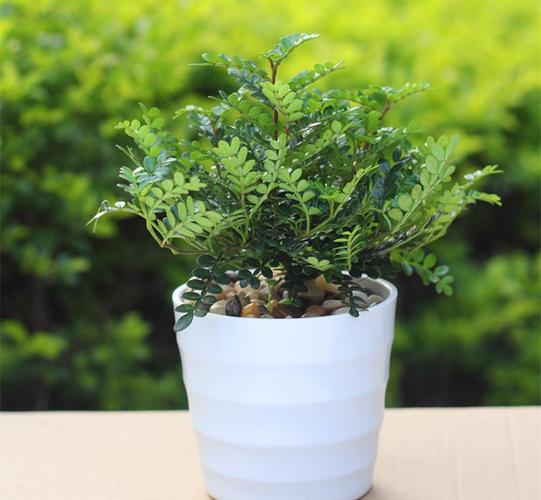 清香木防蚊虫驱蚊草植物花卉办吸甲醛 九里香香飘九里