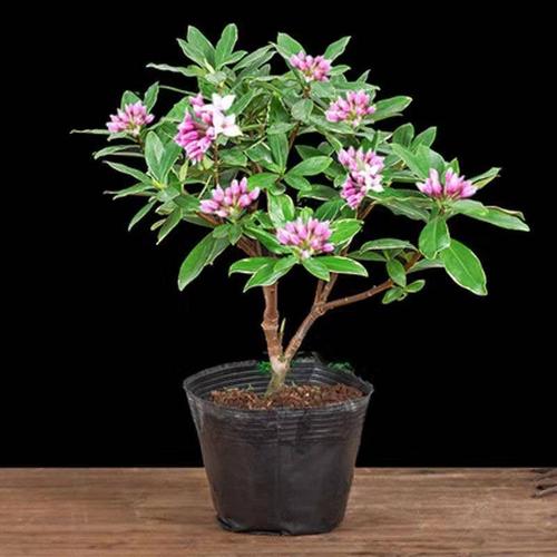 福建金边瑞香盆栽浓香型耐寒花卉观花植物室内外四季开花大苗包邮