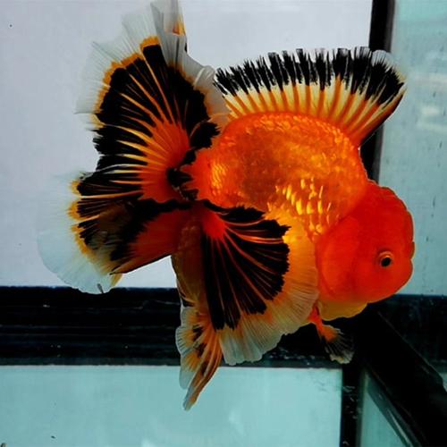 进口元泰兰花百褶f1巨人狮宽尾泰狮金鱼活体鱼