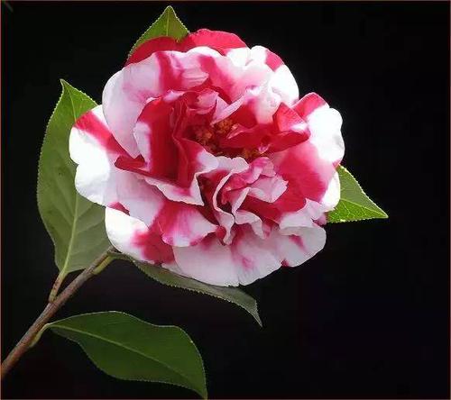 大理专属|别错过这场花事