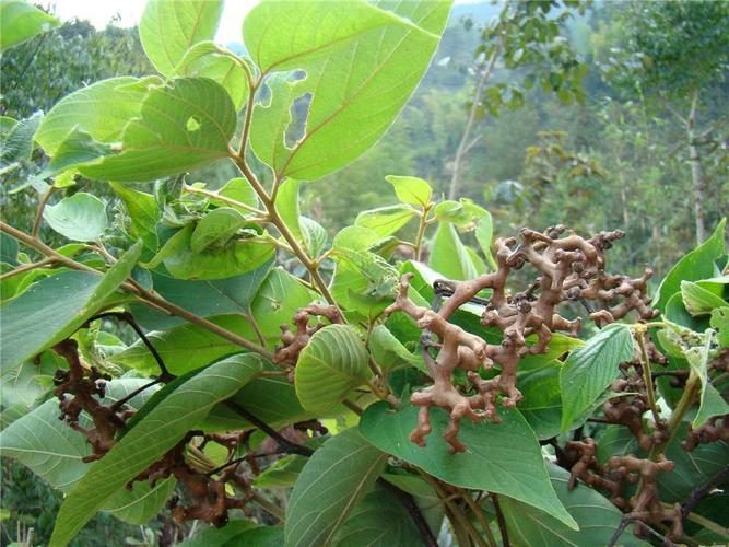 农村一种长在树上的"鸡爪",味道却比枣子还甜,用来泡酒是一绝