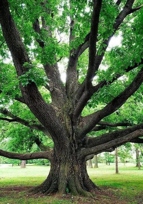 小象君课堂第一课:初步区别橡胶木和橡木!